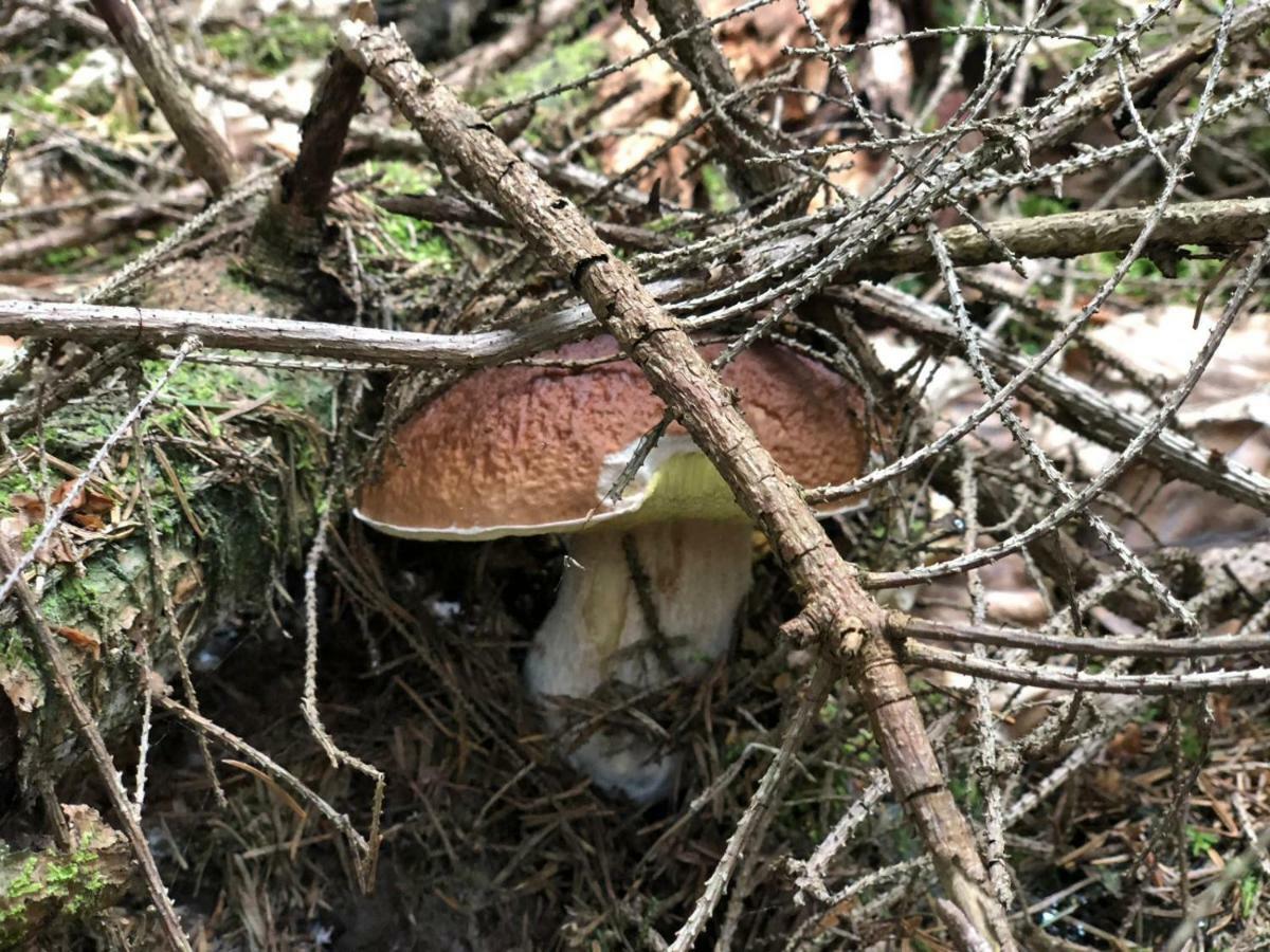 Bauernhof Na Szlaku Zwardoń